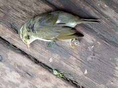 Phylloscopus borealis