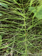 Equisetum sylvaticum