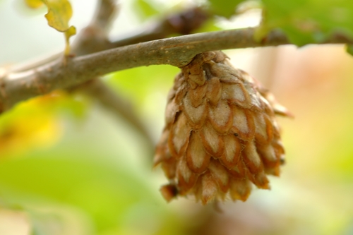 Oak Artichoke Gall Wasp