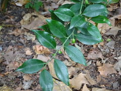 Sarcococca ruscifolia