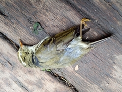 Phylloscopus borealis