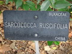 Sarcococca ruscifolia