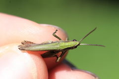 Chorthippus dorsatus