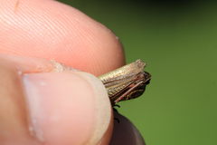 Chorthippus dorsatus