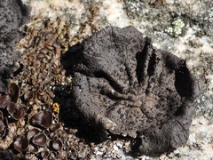 Umbilicaria torrefacta