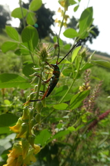 Philematium festivum