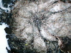 Umbilicaria torrefacta