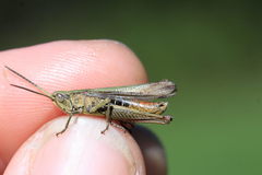 Chorthippus dorsatus