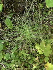 Equisetum sylvaticum