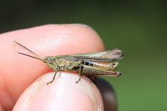 Chorthippus dorsatus