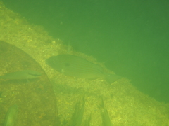 Archosargus rhomboidalis