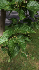 Acer tataricum