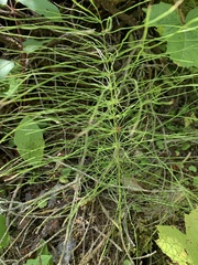 Equisetum sylvaticum