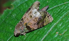 Corythurus nocturnus