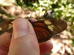 Eueides vibilia
