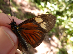 Eueides vibilia