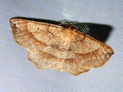 Euchlaena tigrinaria