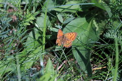 Lycaena virgaureae