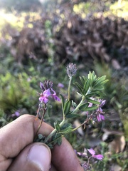 Indigofera filiformis