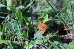 Lycaena virgaureae