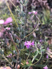 Indigofera filiformis