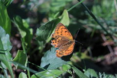 Lycaena virgaureae