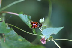 Harmonia axyridis