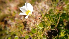 Oxalis dregei