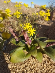 Lachenalia carnosa