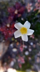 Oxalis dregei
