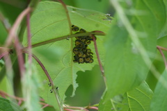 Macremphytus tarsatus