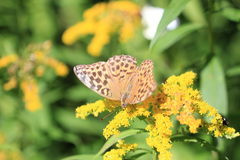 Argynnis paphia