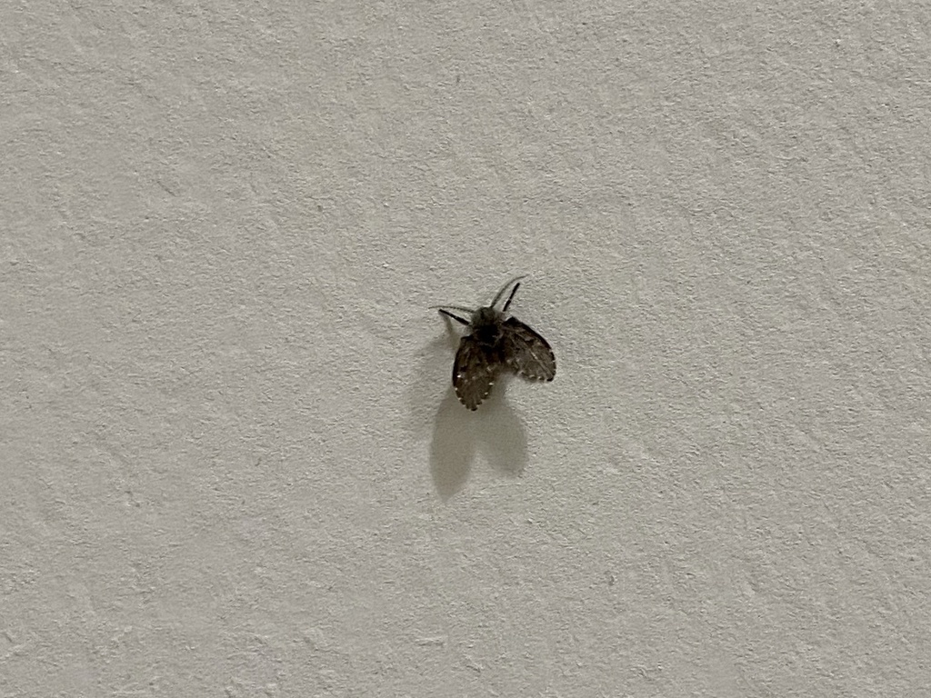 Bathroom Moth Fly from 12th Ave S, Minneapolis, MN, US on September 03