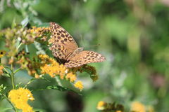Argynnis paphia