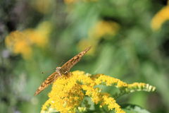 Argynnis paphia