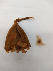 Cochlospermum orinocense