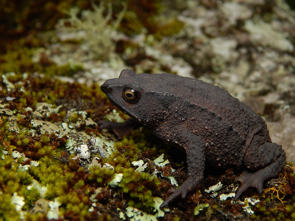 Rhinella ruizi