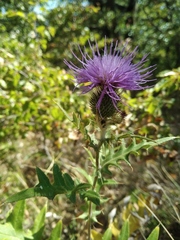 Cirsium laniflorum
