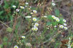 Erigeron annuus