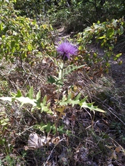 Cirsium laniflorum