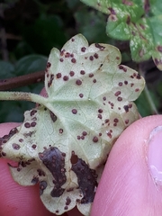 Puccinia glechomatis