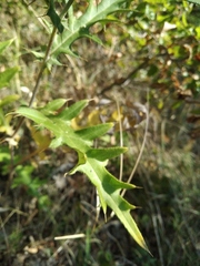 Cirsium laniflorum