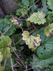 Puccinia glechomatis