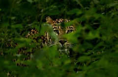 Panthera pardus fusca