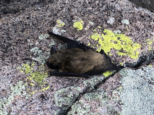 Big Brown Bat photographed in New Mexico