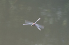 Somatochlora cingulata