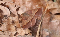 Metarranthis obfirmaria