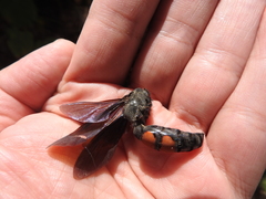 Pygodasis ephippium ephippium