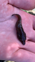 Lepadogaster purpurea