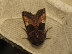 Euplexia lucipara